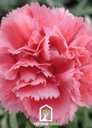 Rose Grenadin Carnation – 25 Seeds
