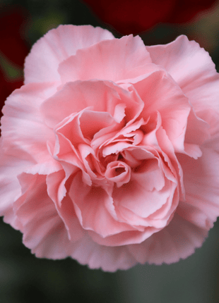 La France Carnation – 50 Seeds
