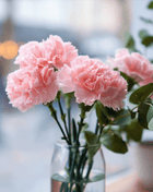 La France Carnation – 50 Seeds