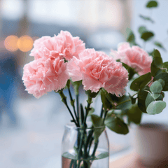 Collection image for: Dianthus