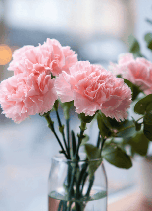La France Carnation – 50 Seeds