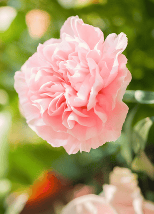 La France Carnation – 50 Seeds