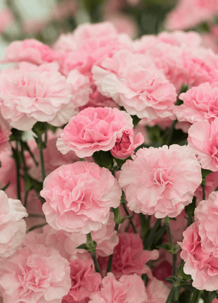 La France Carnation – 50 Seeds