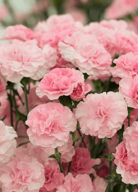 La France Carnation – 50 Seeds