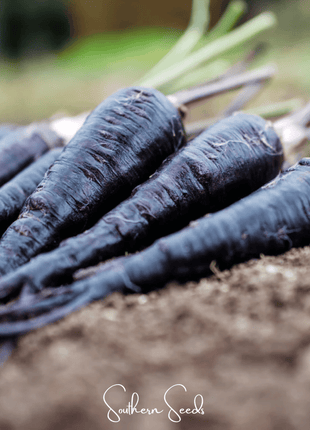 Black Nebula Carrot – 250 Seeds