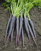 Black Nebula Carrot – 250 Seeds