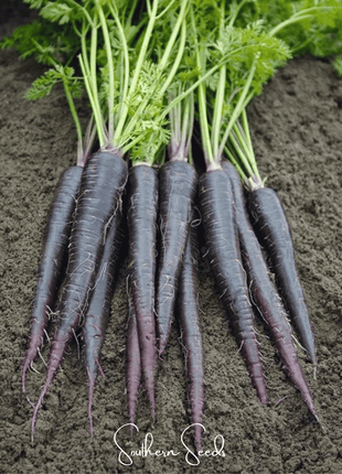 Black Nebula Carrot – 250 Seeds