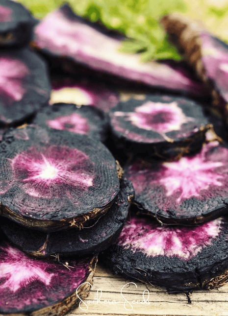 Black Nebula Carrot – 250 Seeds