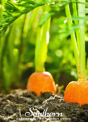 Danvers Carrot – 250 Seeds