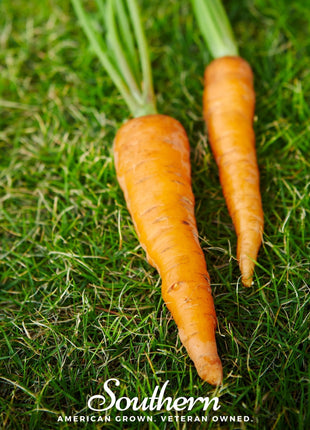 Danvers Carrot – 250 Seeds