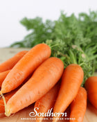 Danvers Carrot – 250 Seeds