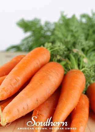 Danvers Carrot – 250 Seeds