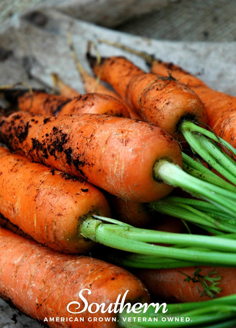 Danvers Carrot – 250 Seeds