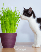 Cat Grass – 50 Seeds