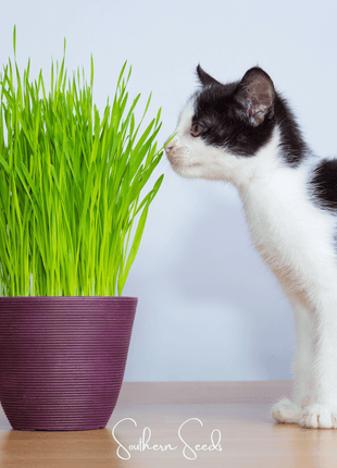 Cat Grass – 50 Seeds
