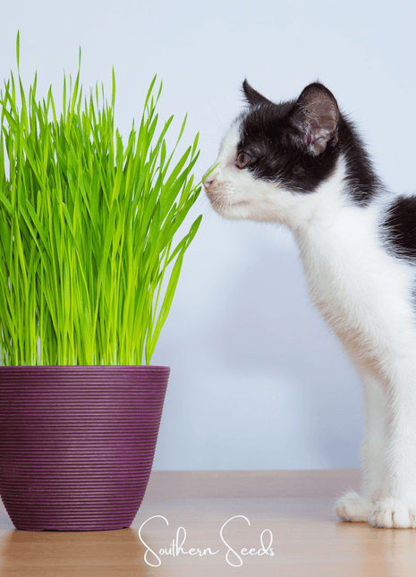 Cat Grass – 50 Seeds