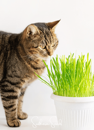 Cat Grass – 50 Seeds