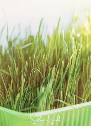 Cat Grass – 50 Seeds