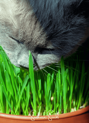 Cat Grass – 50 Seeds