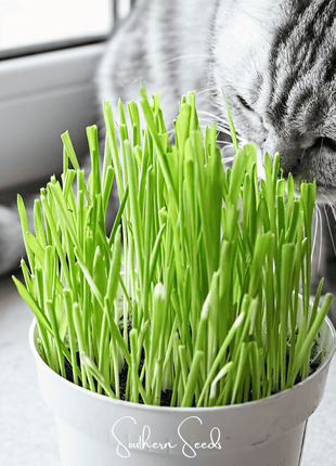 Cat Grass – 50 Seeds