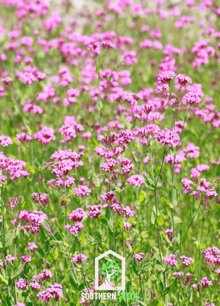 None So Pretty Catchfly – 250 Seeds