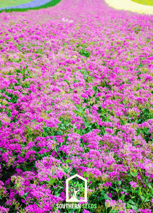 None So Pretty Catchfly – 250 Seeds