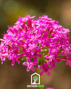 None So Pretty Catchfly – 250 Seeds
