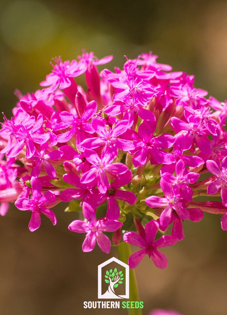 None So Pretty Catchfly – 250 Seeds