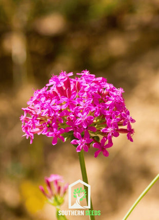 None So Pretty Catchfly – 250 Seeds