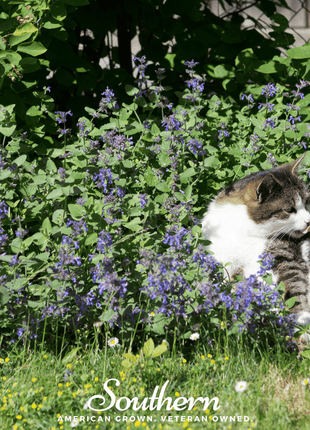 Lemon Catnip – 250 Seeds