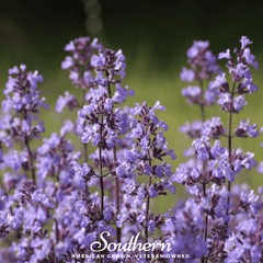 Collection image for: Catnip