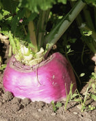 American Purple Top Rutabaga – 200 Seeds