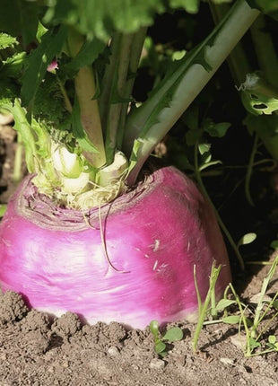 American Purple Top Rutabaga – 200 Seeds