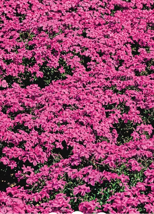 💐Creeping Phlox Seeds✨Vibrant Tapestry of Color