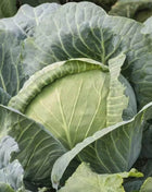Brunswick Cabbage – 100 Seeds