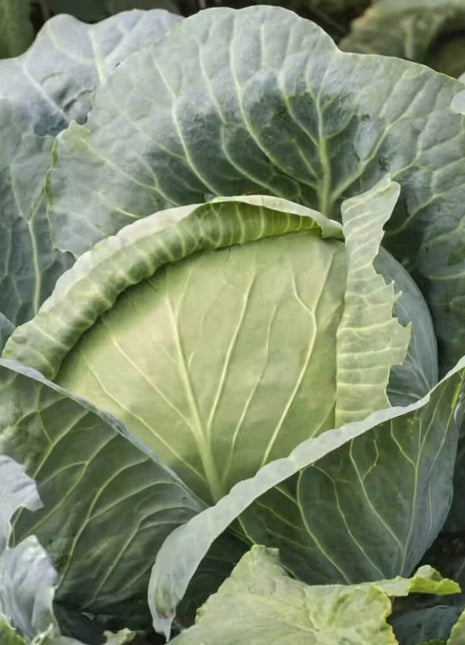 Brunswick Cabbage – 100 Seeds