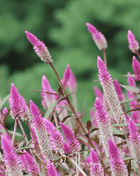 Flamingo Feather Celosia – 40 Seeds