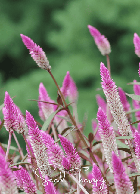 Flamingo Feather Celosia – 40 Seeds