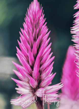 Flamingo Feather Celosia – 40 Seeds