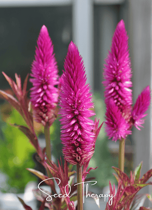 Flamingo Feather Celosia – 40 Seeds