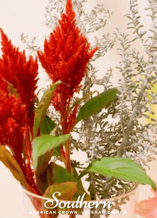 Nana Glitter Scarlet Celosia – 30 Seeds