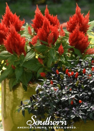 Nana Glitter Scarlet Celosia – 30 Seeds