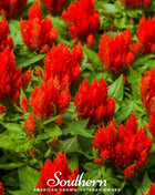 Nana Glitter Scarlet Celosia – 30 Seeds