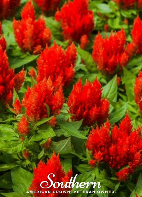 Nana Glitter Scarlet Celosia – 30 Seeds