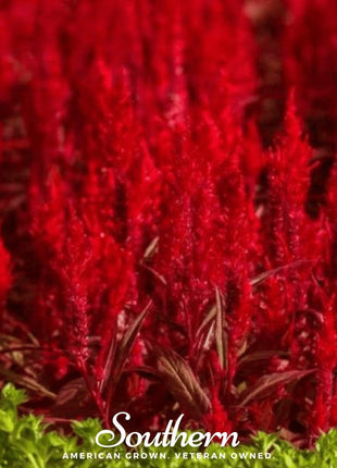 Nana Glitter Scarlet Celosia – 30 Seeds