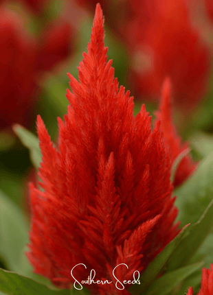 Scarlet Plume Celosia – 100 Seeds