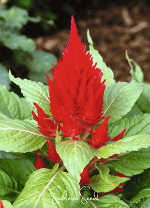 Scarlet Plume Celosia – 100 Seeds