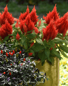 Scarlet Plume Celosia – 100 Seeds