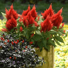 Collection image for: Celosia