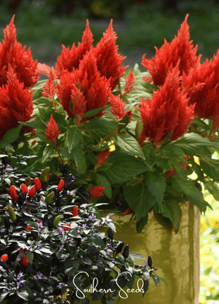 Scarlet Plume Celosia – 100 Seeds